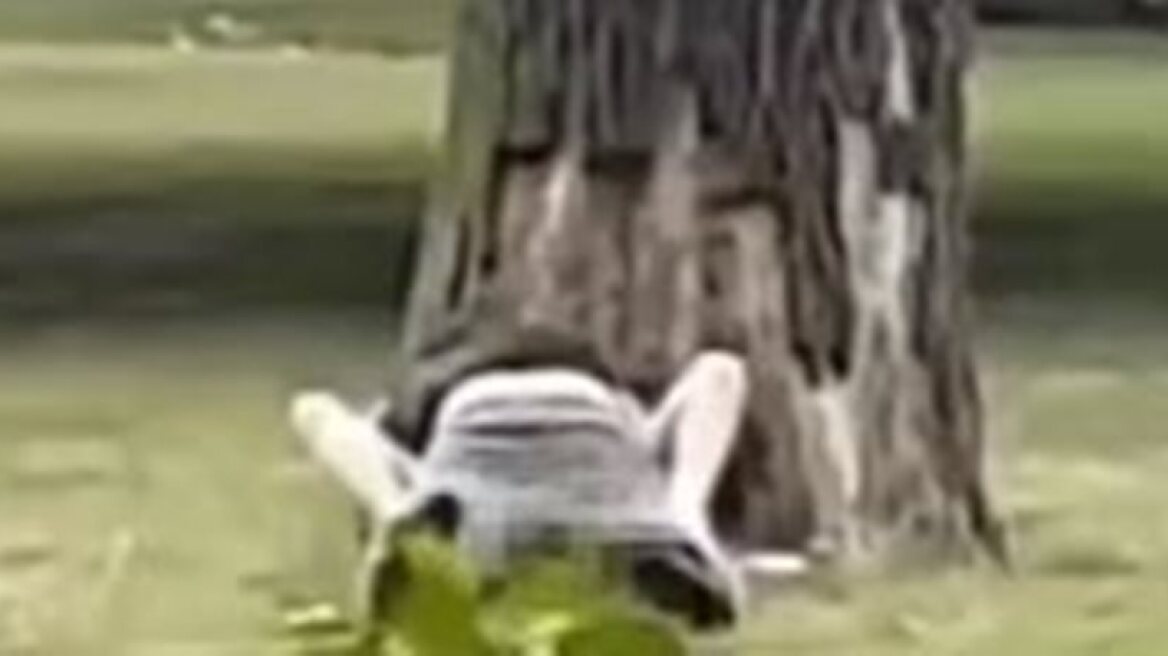 Couple have sex in public park in Berlin (video)