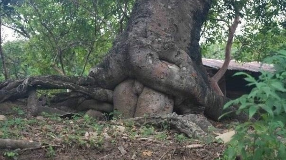 Trees that look like...genitals! (photos)