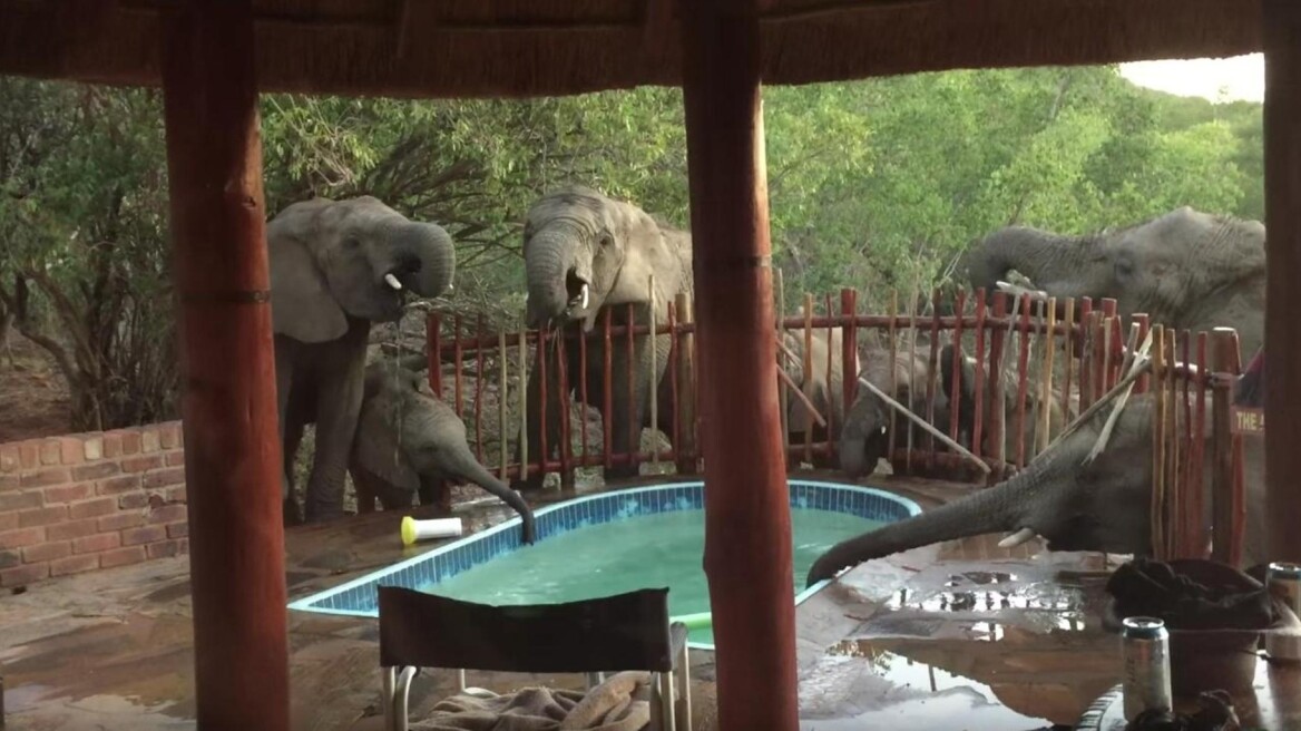 Βίντεο: Κοπάδι ελεφάντων «δροσίζεται» σε πισίνα οικογένειας