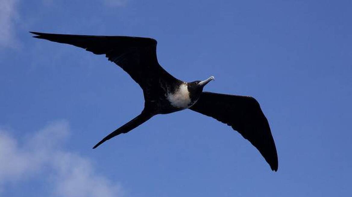 Τα πουλιά πετούν και... κοιμισμένα!