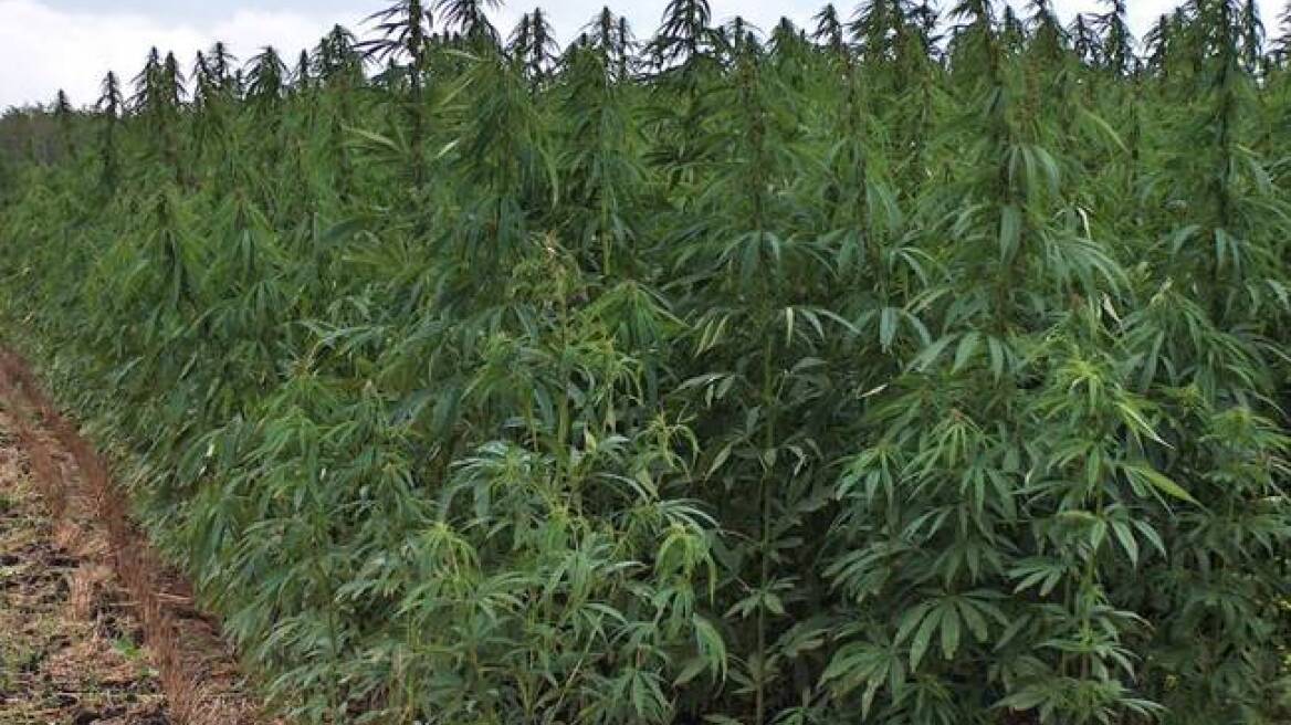 Ηλεία: Συνελήφθη 66χρονος για καλλιέργεια κάνναβης