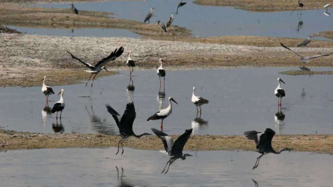 Σε εκατόμβη νεκρών πουλιών μετατρέπεται η λίμνη Κάρλα