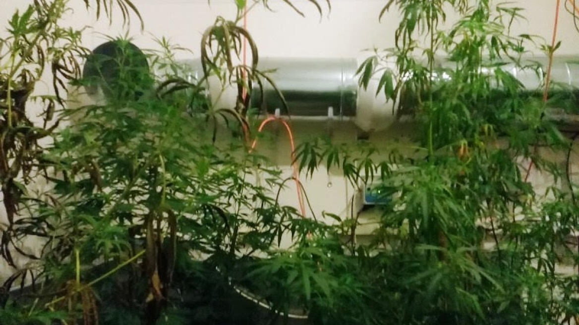 Είχαν στήσει χασισοφυτεία σε διαμέρισμα στα Κάτω Πατήσια