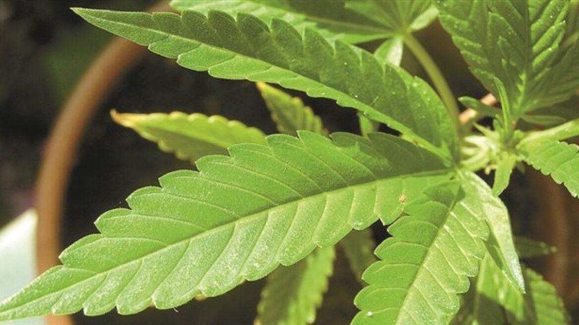 Καβάλα: Συνελήφθη 43χρονος για καλλιέργεια κάνναβης 