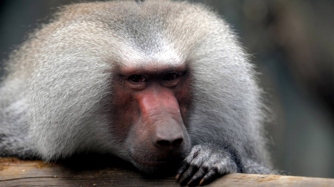 Δείτε τι έκανε σε κοριτσάκι νευριασμένος μπαμπουίνος (ΒΙΝΤΕΟ)