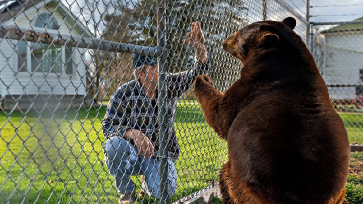 Δείτε τα πιο περίεργα άγρια ζώα που είναι κατοικίδια!
