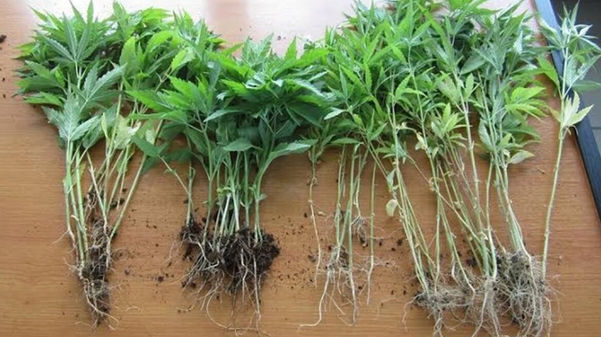 Μίνι χασισοφυτείες σε Φθιώτιδα και Ηλεία