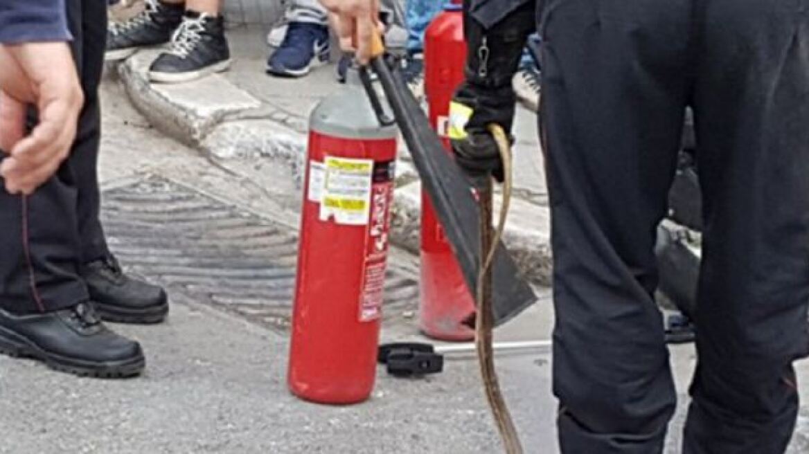 Πανικός από οχιά στον κήπο του δικαστικού μεγάρου Βόλου 