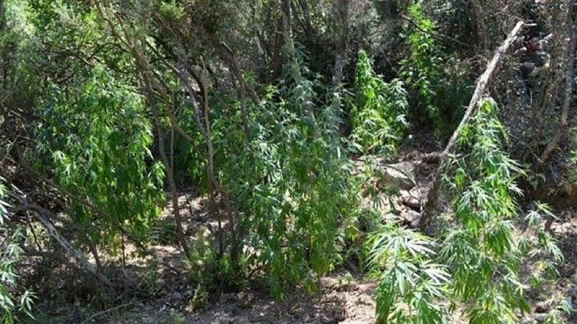 Κρήτη: Μια εβδομάδα μετά βρήκαν τον χασισοκαλλιεργητή