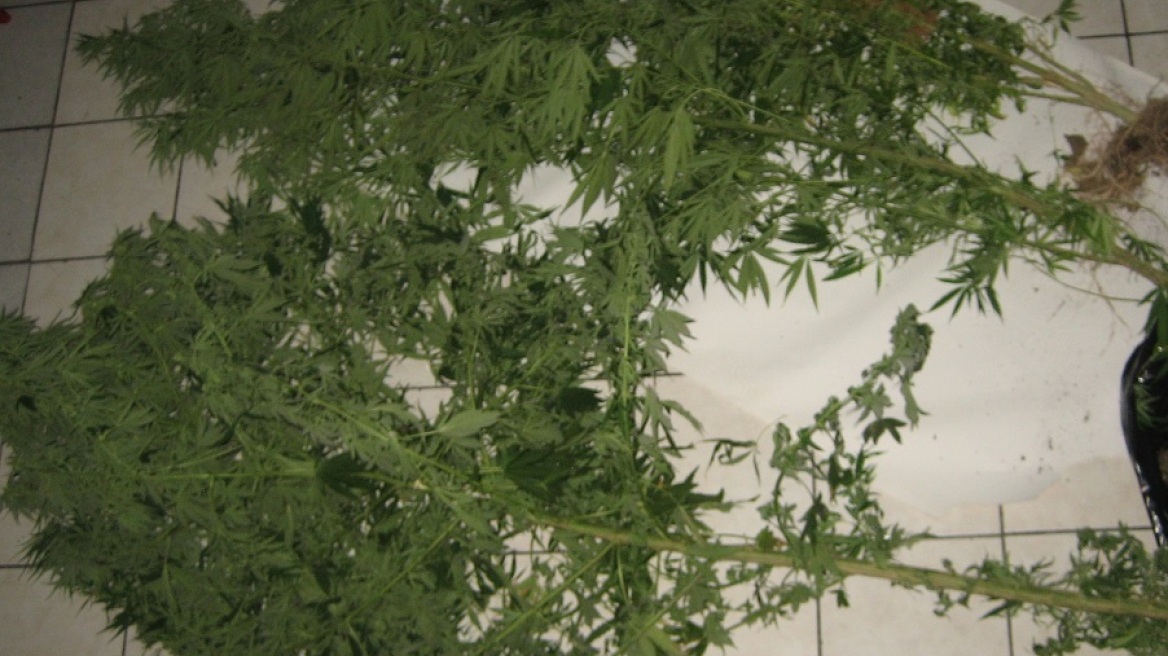 Κόρινθος: Παρακολουθούσαν την ΕΛ.ΑΣ. οι χασισοκαλλιεργητές