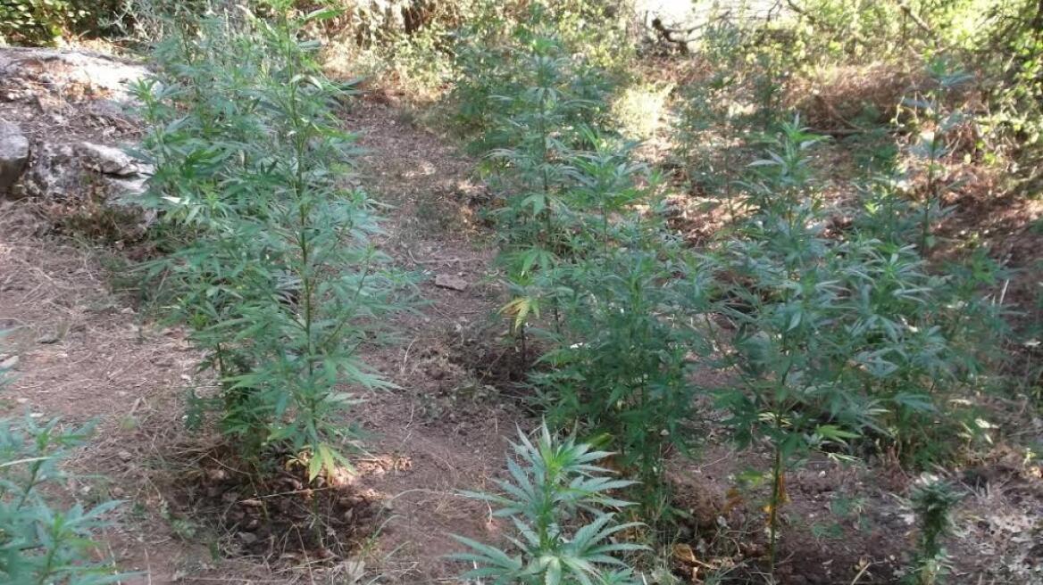 Δύο συλλήψεις για χασισοφυτεία στην Καρδίτσα