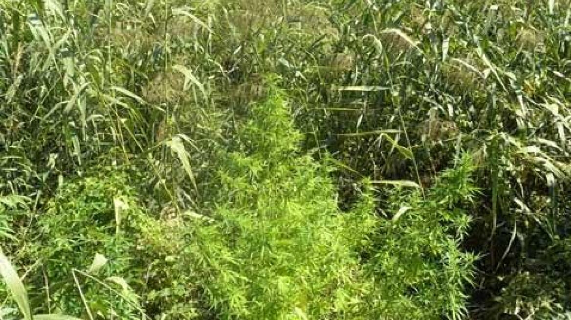 Γιγάντια χασισόδεντρα σε φυτεία στον Παλαμά Καρδίτσας!