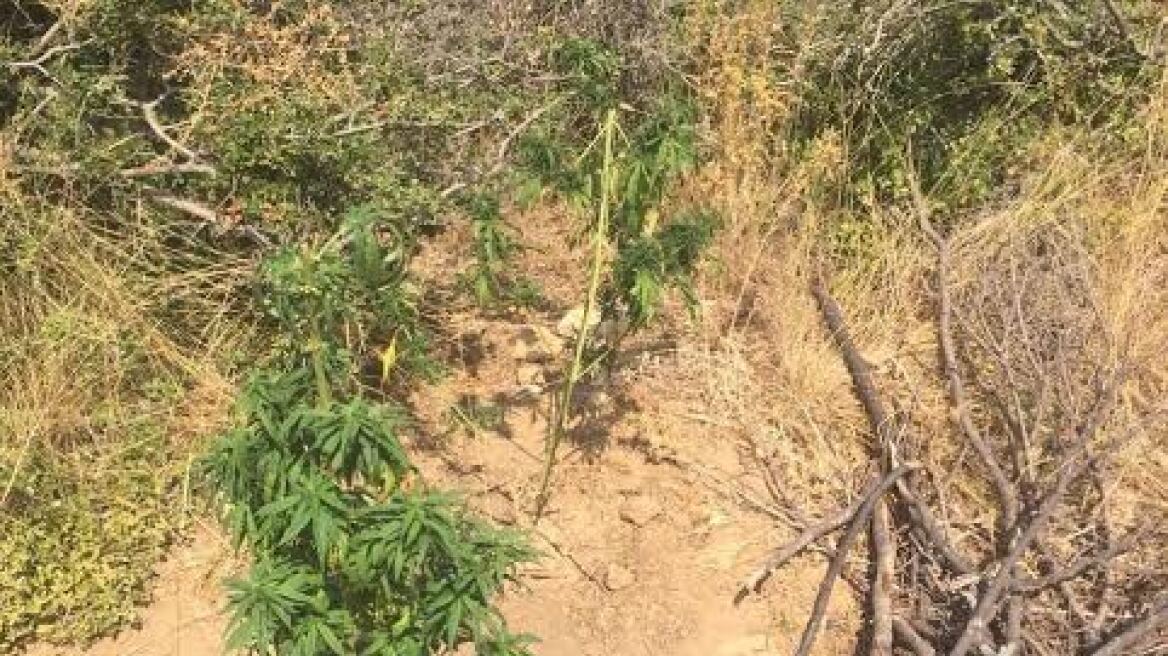 Αλεξανδρούπολη: Καλλιεργούσε χασισοφυτεία ανάμεσα στους θάμνους