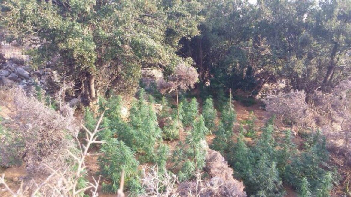 Ανακαλύφθηκε χασισοφυτεία με 163 δενδρύλλια στο Ρεθύμνου