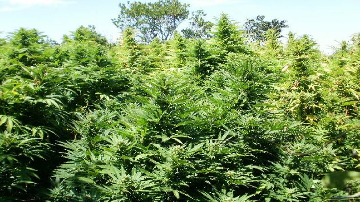 Το ελικόπτερο εντόπισε τον χασισοκαλλιεργητή στην Χαλκιδική