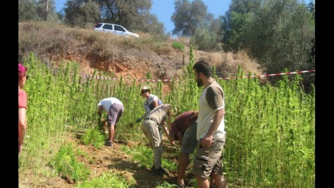 Η πρώτη συγκομιδή βιομηχανικής κάνναβης έγινε στα Χανιά