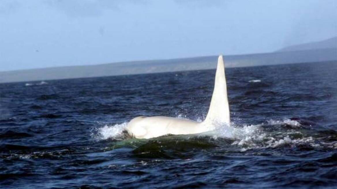Απίστευτα σπάνιες εικόνες: Δείτε το «Παγόβουνο» μια φάλαινα όρκα αλμπίνο!