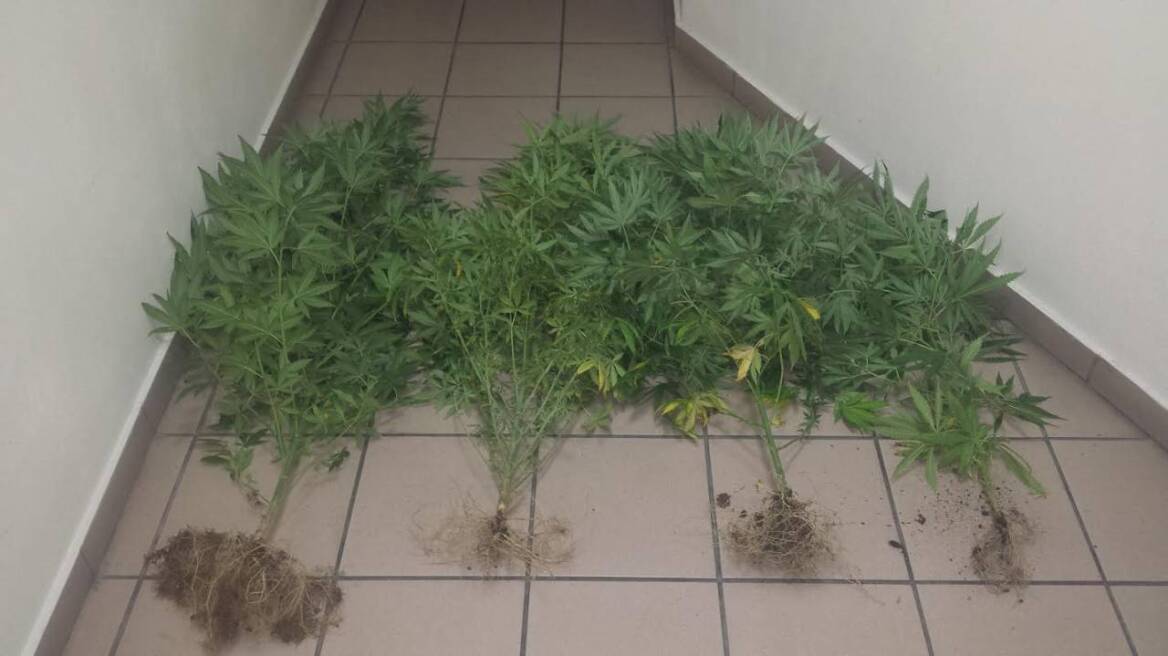 Καλλιεργούσαν μίνι χασισοφυτείες σε Ηλεία και Χίο