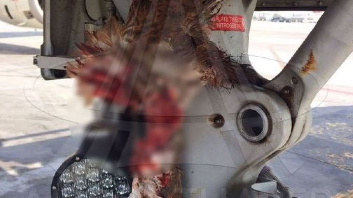 Τουρκία: Αεροσκάφος χτύπησε μεγάλο πουλί