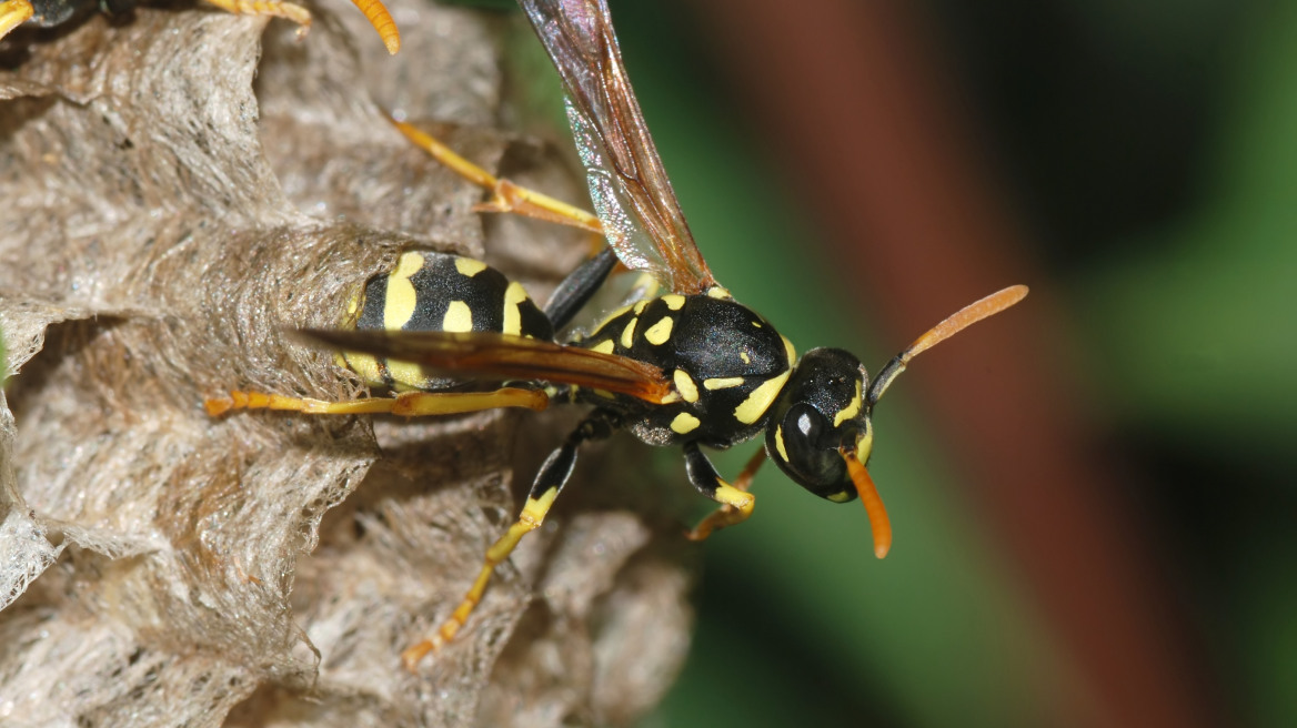 Κοζάνη: Πατέρας ενός παιδιού νεκρός από τσίμπημα σφήκας