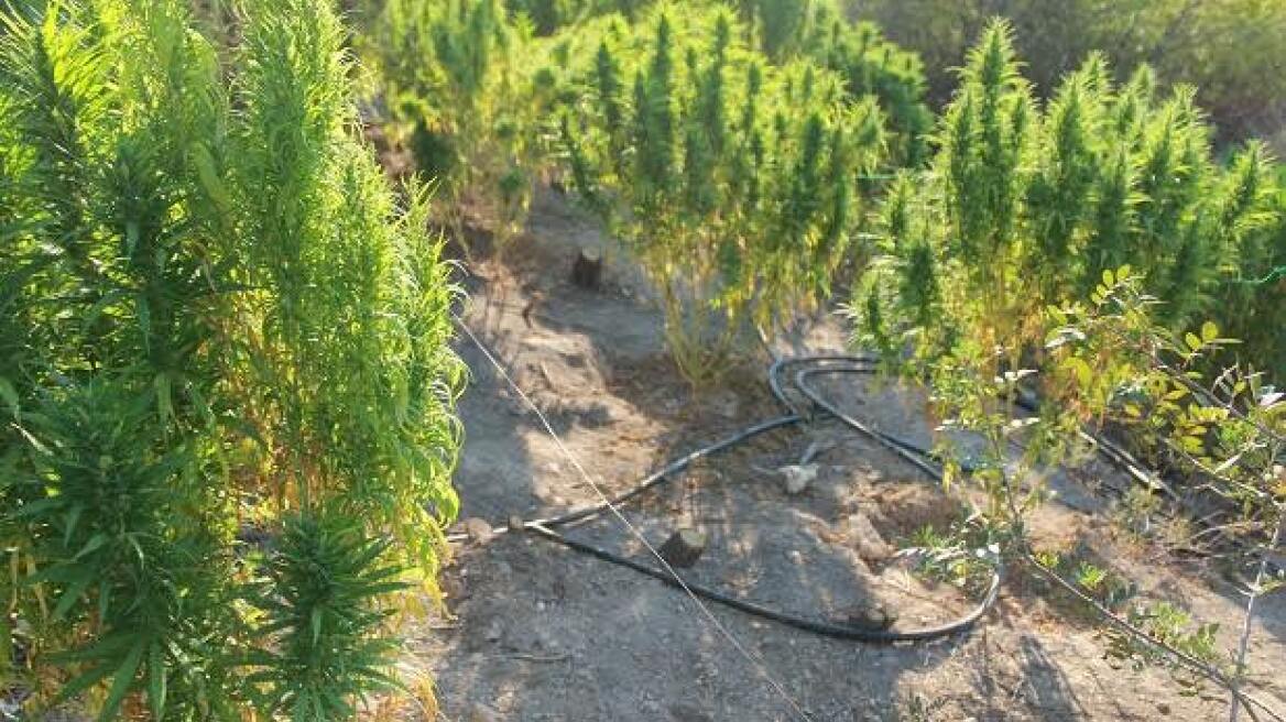 Διπλή χασισοφυτεία σε δυο περιοχές της Κορινθίας