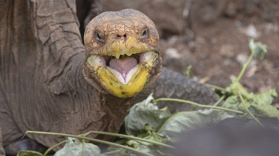 Sex-mad tortoise has fathered 800 babies