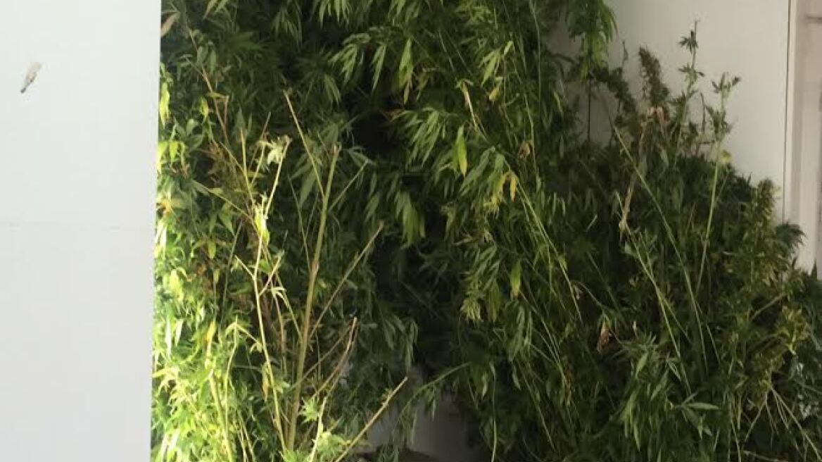 Χασισόδεντρα ύψους 4,60 μέτρων βρήκε η αστυνομία στο Ξηρόμερο