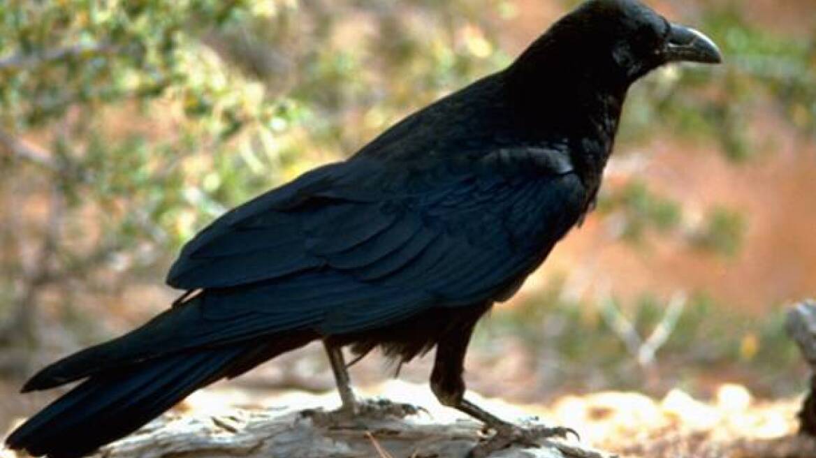 Ανακαλύφθηκε δεύτερο είδος κορακιού που χρησιμοποιεί εργαλεία
