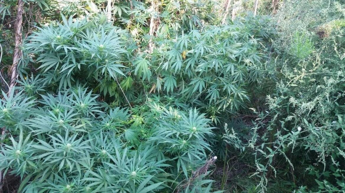 Τεράστια χασισόδεντρα στην αυλή σπιτιού στην Κατερίνη