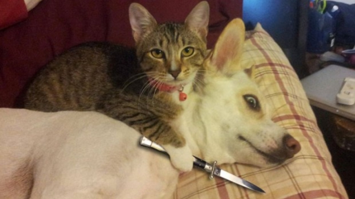 Η ντροπή των... σκύλων! (Πολύ γέλιο)