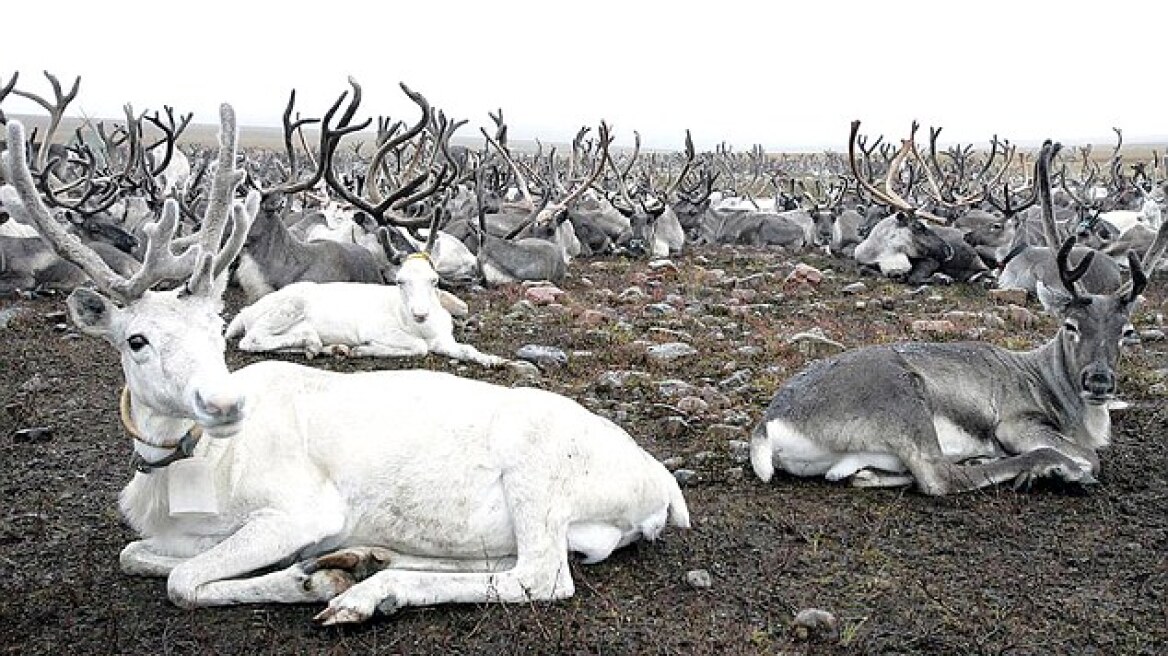 Ρωσία: Σχεδιάζουν να σφάξουν 250.000 ταράνδους μέχρι τα Χριστούγεννα