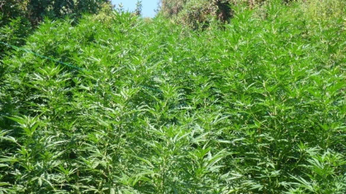 Ηράκλειο: Επεισοδιακή επιχείρηση της αστυνομίας σε χασισοφυτεία