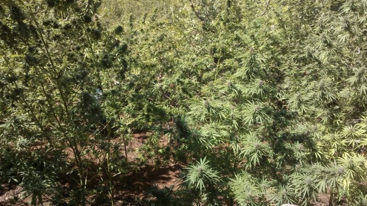 Αίγιο: Ταυτοποιήθηκε ο ιδιοκτήτης 450 χασισόδεντρων