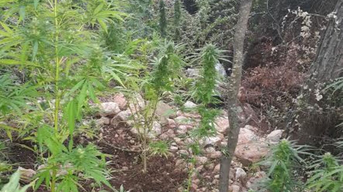 Αχαΐα: Το είχαν… δίπορτο σε πολυεπίπεδη χασισοφυτεία