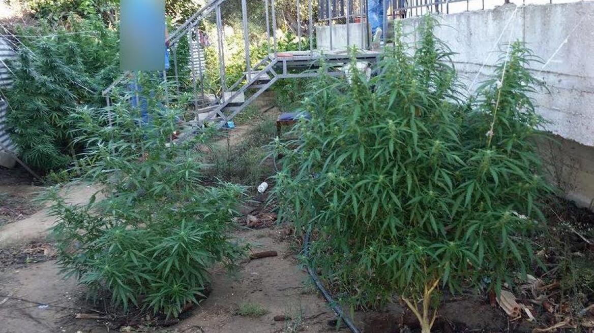 Πύργος: Ισοβίτης δραπέτης καλλιεργούσε χασισοφυτεία στον Πύργο!