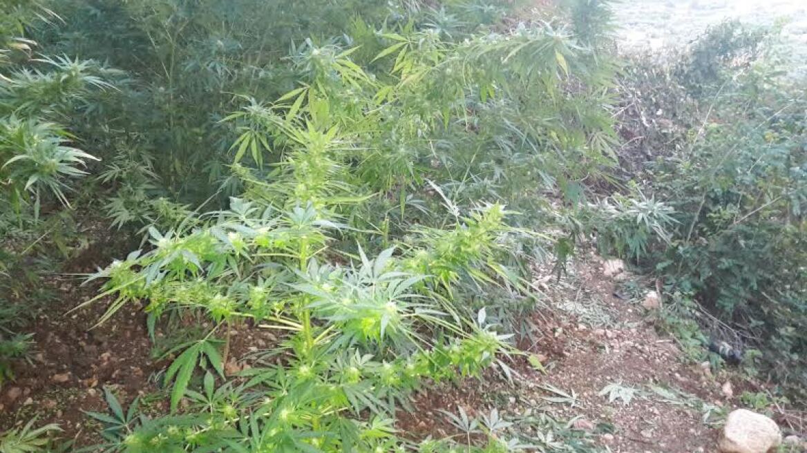 Αχαΐα: Πότιζαν το χασίς από την κοινότητα 