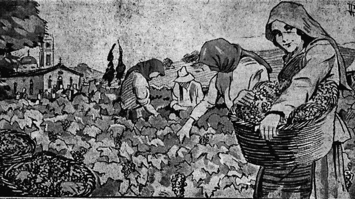 Τρύγος σταφυλιών στ’ αμπέλια των Μεσογείων