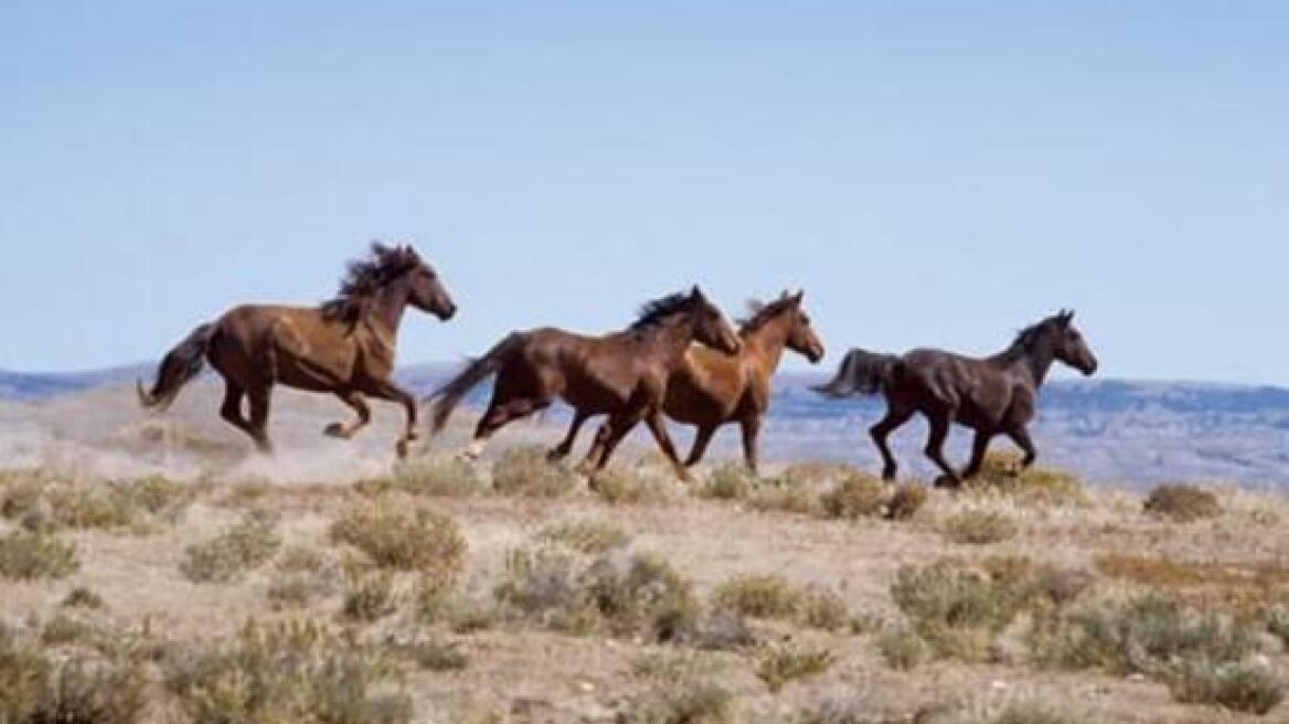 Κτηνωδία στον Τύρναβο: Άγνωστοι σκότωσαν άγρια άλογα!