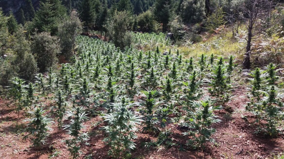 Ευρυτανία: Χασισοφυτεία έξι επιπέδων με 1.278 δενδρύλλια και... παρατηρητήρια