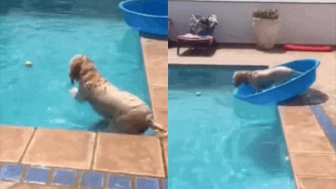 Πανέξυπνο σκυλάκι χρησιμοποιεί λεκάνη ως...