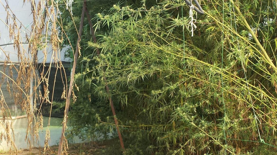 Ημάθια: Έξι δενδρύλλια σε θερμοκήπιο έδωσαν 4,5 κιλά κάνναβης