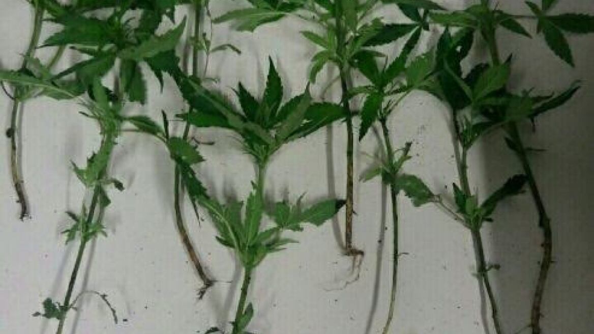 Καβάλα: Τρεις συλλήψεις για χασισόδεντρα και βάζα με χασίς