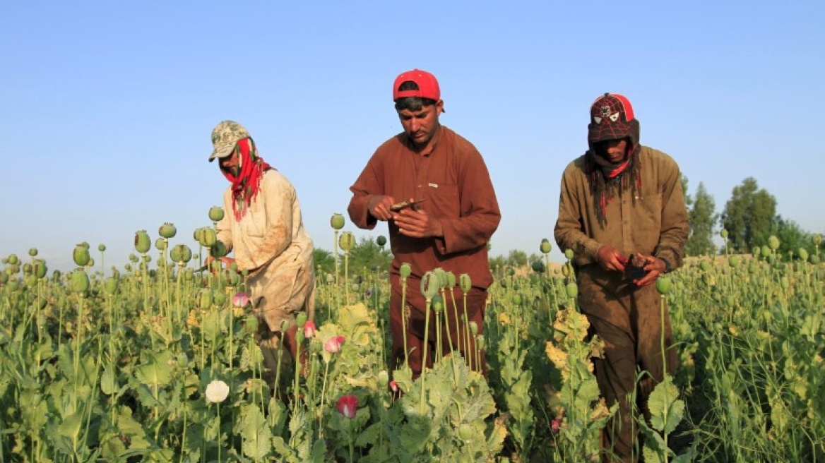ΟΗΕ: Αυξήθηκε η παραγωγή οπίου στο Αφγανιστάν
