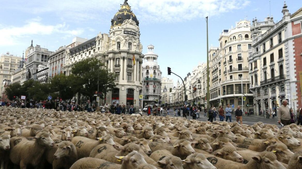 Βίντεο: Χιλιάδες πρόβατα στους δρόμους της Μαδρίτης!