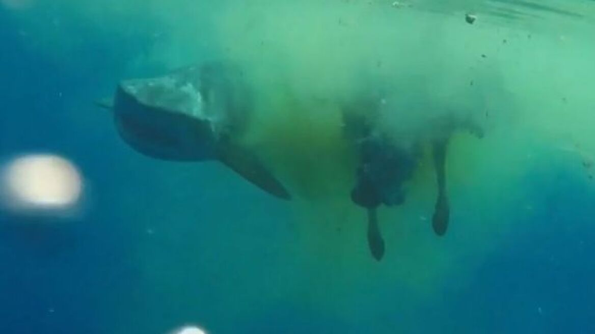 Απίστευτο βίντεο: Καρχαρίας τρώει... αγελάδα στη μέση του ωκεανού!