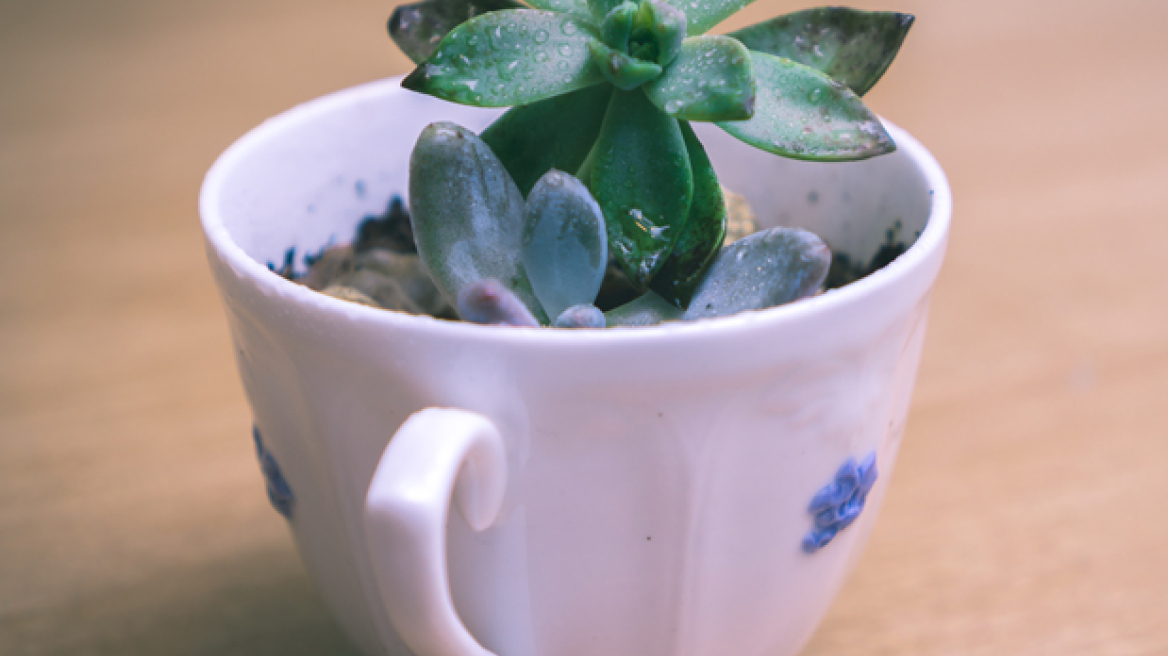 Iδέες διακόσμησης: Κάναμε τα παλιά φλιτζάνια γλαστράκια!