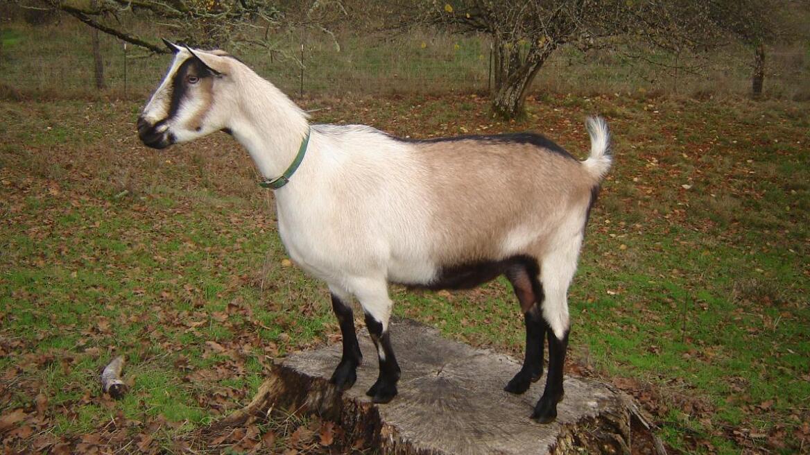 Τρίκαλα: Πυροβόλησε κατσίκες και συνελήφθη