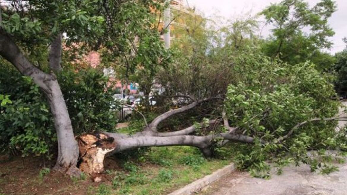Πέλλα: Ηλικιωμένος καταπλακώθηκε από δέντρο και έχασε τη ζωή του