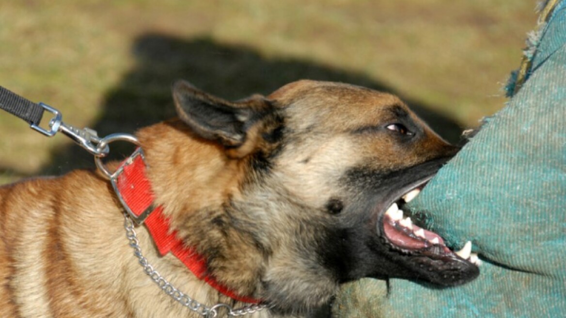 Μυτιλήνη: Σκύλος επιτέθηκε και τραυμάτισε ανήλικο
