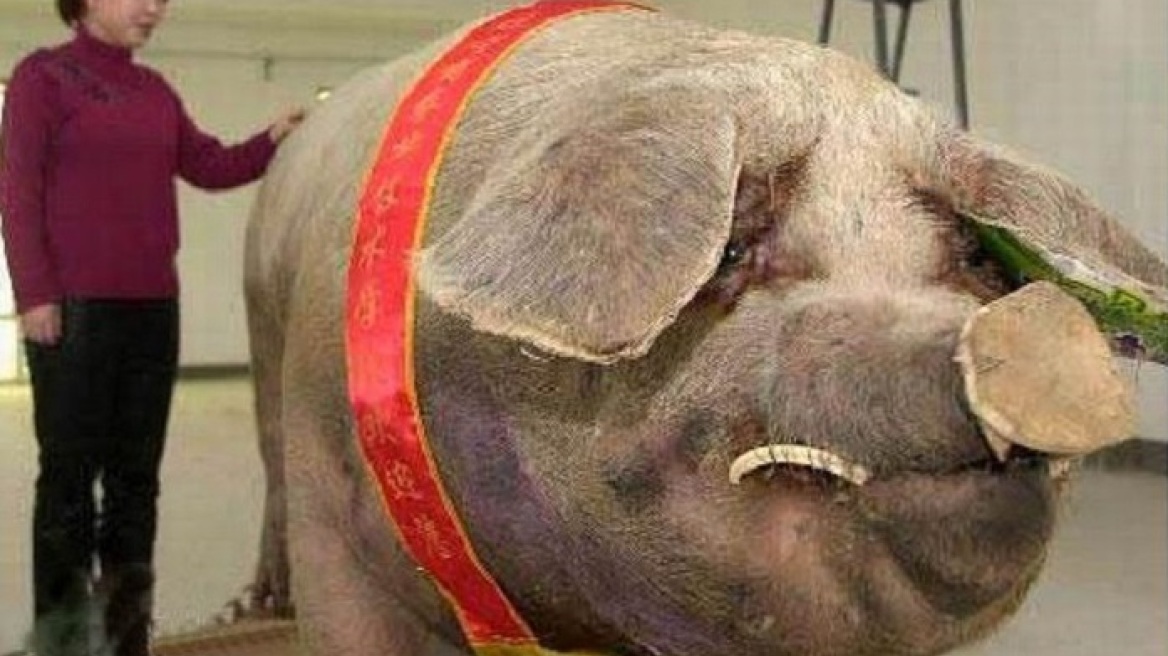Giant creatures that actually exist! (photos)
